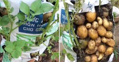 Огородник, который жить не может без экспериментов, рассказал, как вырастить картофель прямо в мешках - takprosto.cc