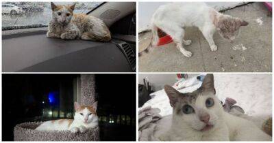 20+ фото до и после спасенных кошек, которые чувствую себя лучше с тех пор, как их «усыновили» - cpykami.ru