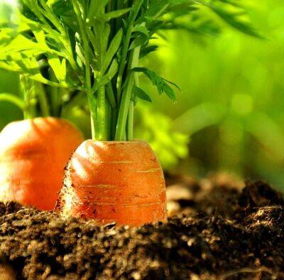 Как вырастить морковь без морковной мухи: это трюк сохранит вам урожай - nashsovetik.ru - Россия