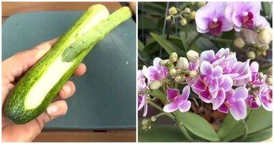 Вместо воды, 2 раза в месяц поливайте орхидеи огуречной водой, и они будут цвести, не переставая - cpykami.ru