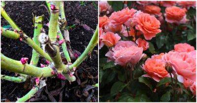 Розы оживут и окрепнут. Обязательно подкормите их после зимовки - cpykami.ru
