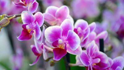 Орхидея будет цвести круглый год. Её любимая подкормка с чесноком - cpykami.ru