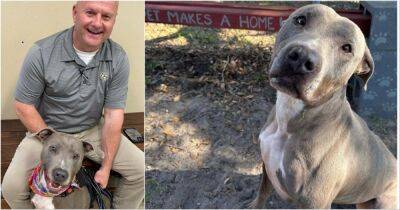 Видео из вольера бездомной собаки стало вирусным и помогло ей обрести новую семью - cpykami.ru - штат Флорида