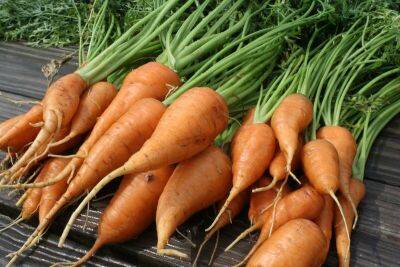Как вырастить морковку здоровой, красивой, сочной и вкусной? Практические советы - shkolazhizni.ru