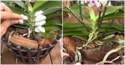 Орхидея выпустит много новых цветоносов: натуральная подкормка + маленький секрет - cpykami.ru