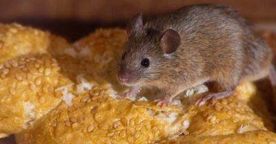 В моём доме настоящее нашествие мышей, испытываю любые способы борьбы с ними, делюсь результатами - takprosto.cc
