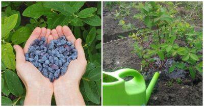 Полезная ягода с богатым вкусом. Вот как правильно выращивать жимолость - cpykami.ru