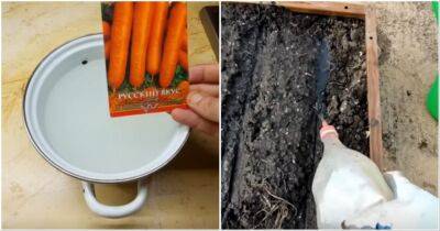 Лучший способ посадки моркови, который обеспечит отменный урожай - cpykami.ru