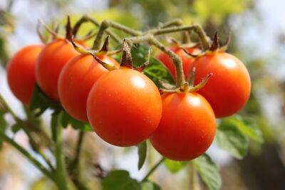 Урожай на балконе. Как выращивать томаты Черри в квартире? - shkolazhizni.ru