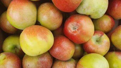 Игорь Зур - Как выбрать по-настоящему вкусные яблоки: запомните всего одну деталь - belnovosti.by