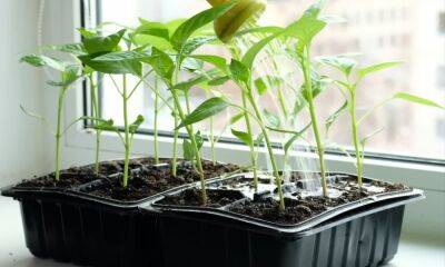 Все что нужно знать о выращивании рассады перца, чтобы получить богатый урожай - cpykami.ru