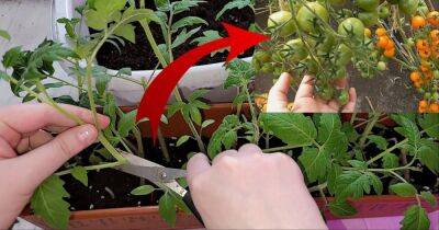 Недавно узнала, что если обрезать рассаду томатов, то можно получить в 2 раза больше урожая. Теперь делаю так каждый год - cpykami.ru