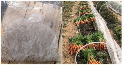 Удачный эксперимент: посев моркови в кукурузном крахмале - cpykami.ru