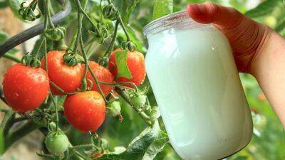 Прокисшее молоко – прекрасная подкормка рассады томатов + защита от вредителей - nashsovetik.ru