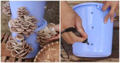 Вырастить грибы в домашних условиях с помощью ведра очень просто — это под силу каждому - cpykami.ru