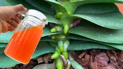 Всего 1 стакан в месяц, и орхидея будет цвести круглый год! Натуральная подкормка - cpykami.ru
