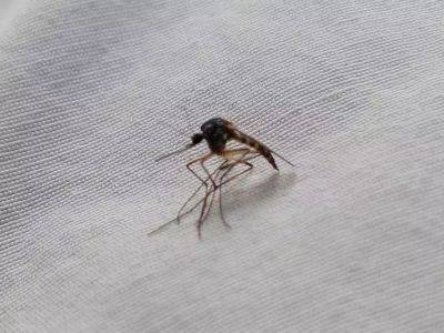 Марин Михалап - Как защититься от комаров во время отдыха на природе: 3 проверенных способа - belnovosti.by