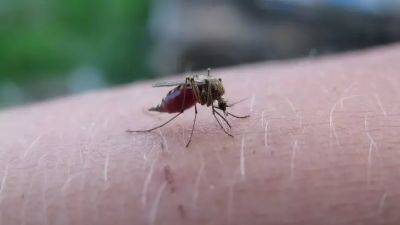 Комариные укусы не испортят отдых: как легко избавиться от зуда без специального средства - belnovosti.by