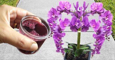 На дорогие удобрения больше не трачусь: натуральная бомба для цветения и роста всех растений - cpykami.ru