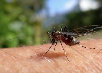 Средство от зуда после укусов комаров: 7 простых домашних вариантов - nashsovetik.ru