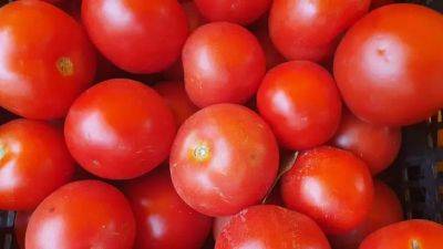 Хранящиеся в этом месте помидоры сражу же теряют вкус и аромат: ошибаются даже бывалые кулинары - belnovosti.by