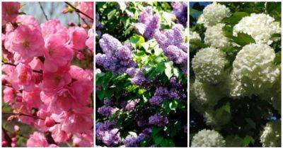 Никаких секретов! Самые неприхотливые цветущие кустарники для сада - cpykami.ru