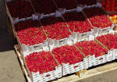 Чем полезна черешня и как выбирать вкусную ягоду - belnovosti.by