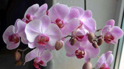 Кормлю орхидею чесноком и не нарадуюсь. Цветёт все 4 сезона - cpykami.ru