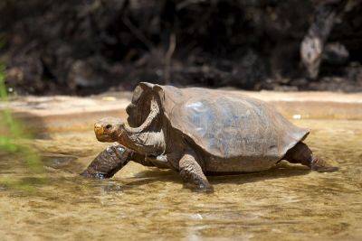 Как удалось сохранить популяцию галапагосских черепах? - shkolazhizni.ru - Эквадор