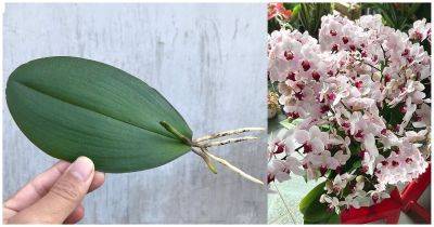 Укорените орхидею необычным способом — от шеи листа - cpykami.ru