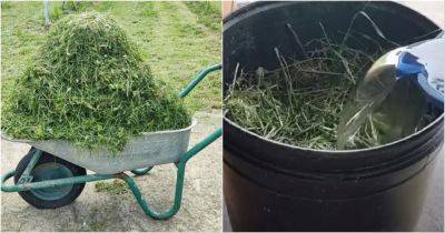 Скошенная трава — ценный материал, никогда не выкидывайте ее, а используйте с умом - cpykami.ru