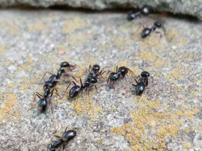 Как прогнать муравьев с участка: хитроумный трюк опытных дачников - belnovosti.by