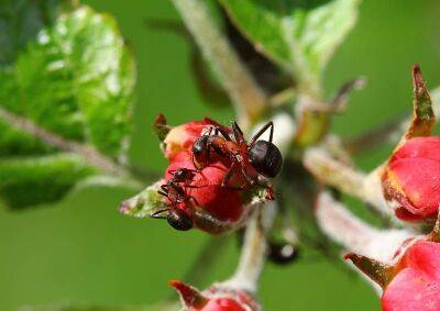 Чем обработать яблоню от муравьев: простая и эффективная защита на целый месяц - nashsovetik.ru