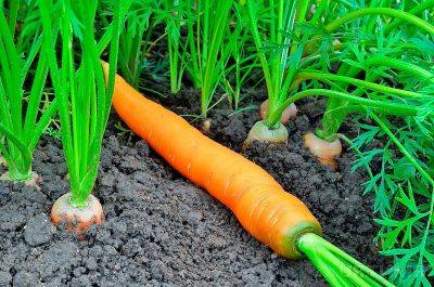 Почему зеленеет морковь на грядке и что делать чтобы этого избежать? - nashsovetik.ru
