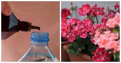 Бабушка подсказала две хитрости. Теперь герань цветёт круглый год - cpykami.ru