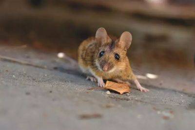 Как избавиться от мышей в доме за один день: проверенный способ - belnovosti.by