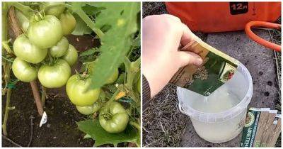 Увеличьте завязи на томатах в 5 раз! Завязи нарастают и не опадают - cpykami.ru