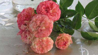 Получится и у начинающего садовода. Укорените розу из букета с отличным результатом - cpykami.ru