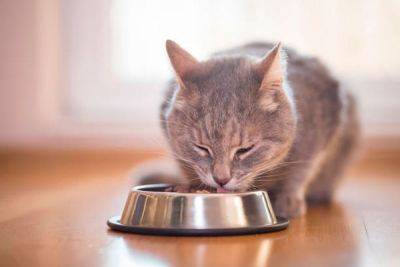 Корм Роял Канин для котов: качественное питание для вашего питомца - garmoniazhizni.com
