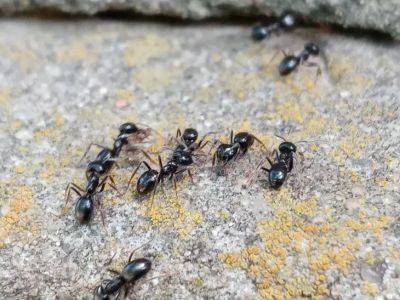 Избавляемся от муравьёв, не раскапывая муравейник: способ, чтобы забыть про них на всё лето - belnovosti.by