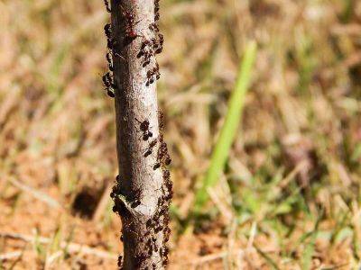 Простые ловушки для муравьев на плодовых деревьях из пластикового стакана - nashsovetik.ru