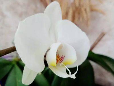 Кому нельзя дарить орхидею: элитный цветок, который подходит не всем - belnovosti.by - Китай - Вьетнам