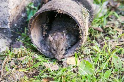 Мыши и крысы мигом сбегут с дачи: нужен только 1 доступный продукт - belnovosti.by