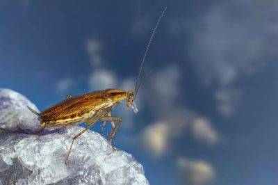 Елена Шимановская - Почему в доме могут появиться тараканы: вещи, которые привлекают паразитов - belnovosti.by