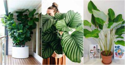 13 стильных комнатных растений с большими листьями - cpykami.ru