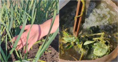 Зеленая бродилка — запах не очень, а помощь растениям колоссальная - cpykami.ru