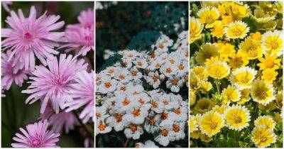 Хотите красивый сад, а почва бедная? 7 красивых цветов, которые вырастут везде - cpykami.ru