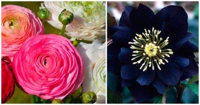 Цветы которые очень похожи на розы: не уступают розам своей красотой и изяществом - cpykami.ru