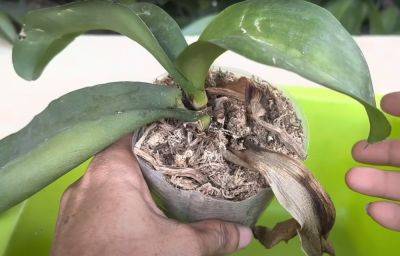 Нашла копеечное средство, которое помогло вернуть к жизни орхидею с гнилым стеблем и без корней - cpykami.ru