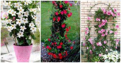 Мандевилла — вьющееся растение с прекрасными цветами, которое должно быть в каждом саду - cpykami.ru